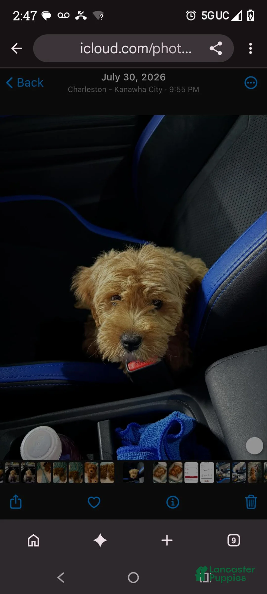 Cavapoo dogs for sale: Cavapoo 1 - Ad 1