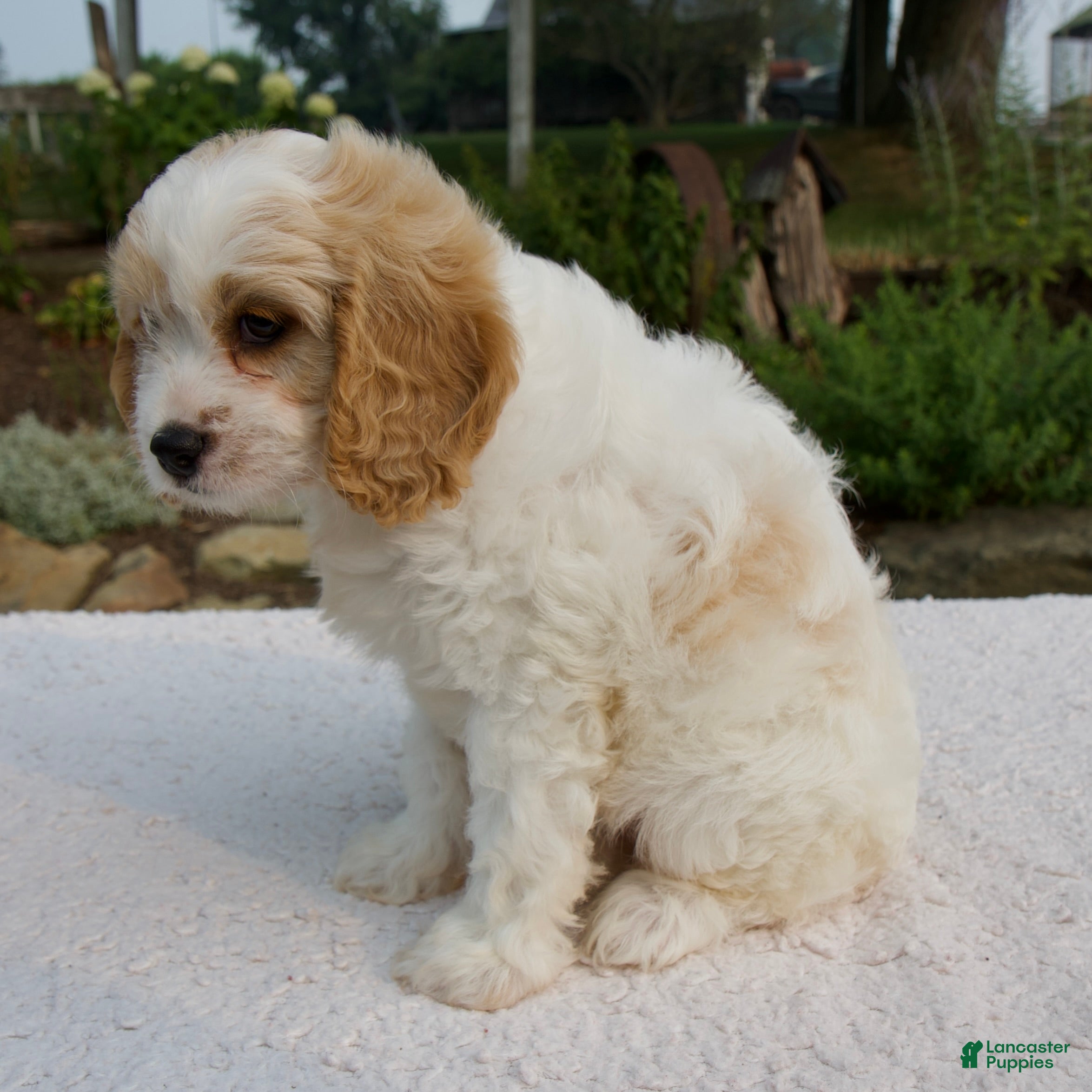 Cavapoo dogs Daphne - Ad 2