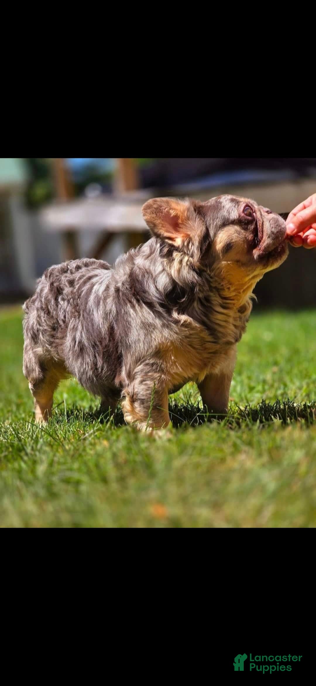 French Bulldog dogs Squirt - Ad 6