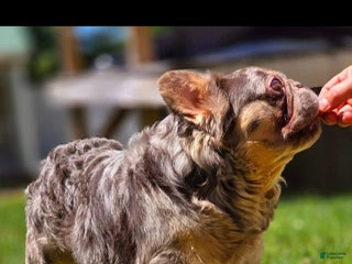 French Bulldog dogs Squirt - Ad 7