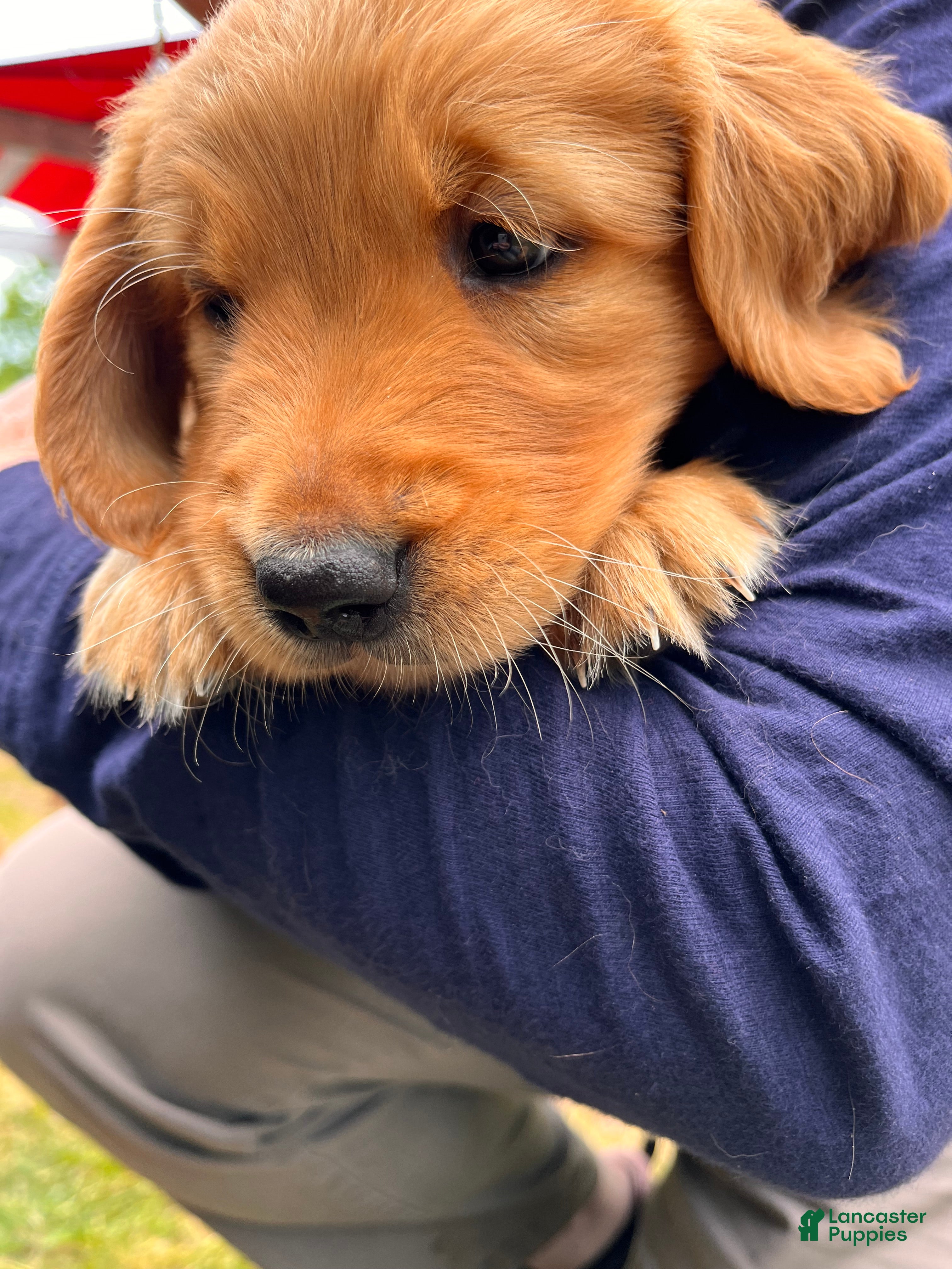 Golden Retriever dogs Golden Retriever 4 - Asco - Ad 2