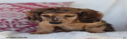 Miniature Dachshund dogs for sale: Ron - Ad 1