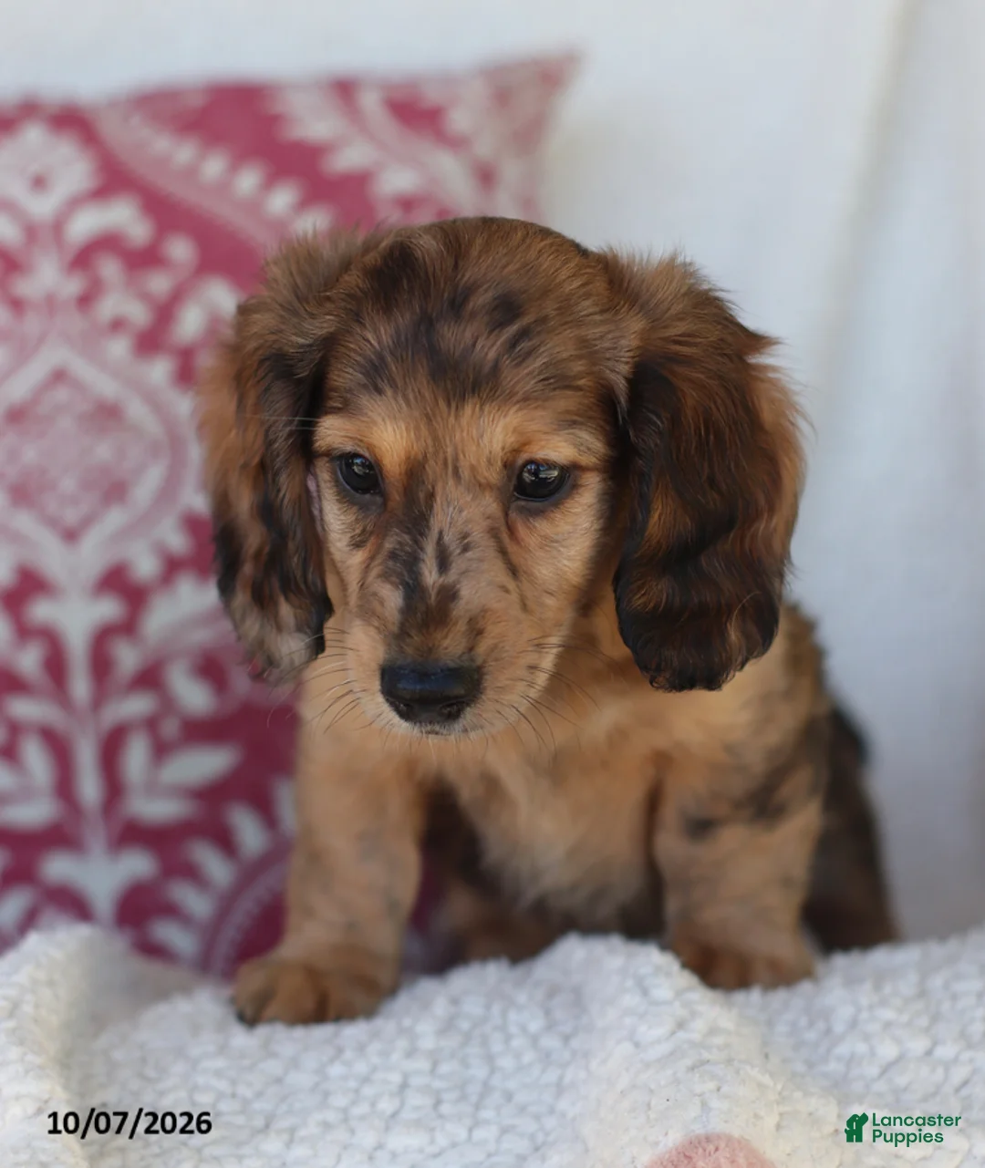 Miniature Dachshund dogs for sale: Ron - Ad 1