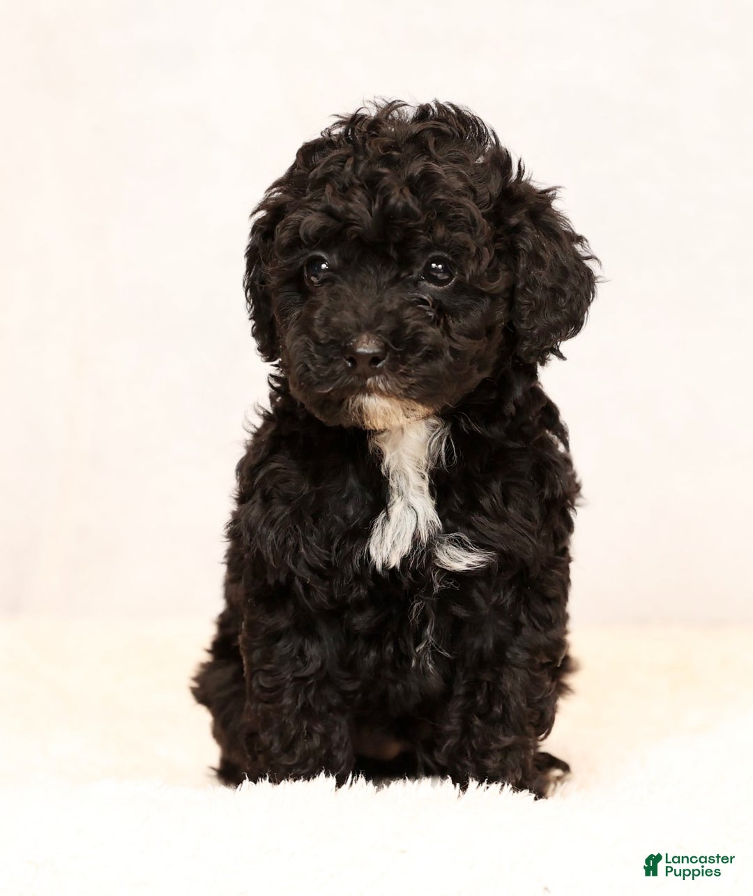 Miniature Poodle dogs for sale: Freeman - Ad 7