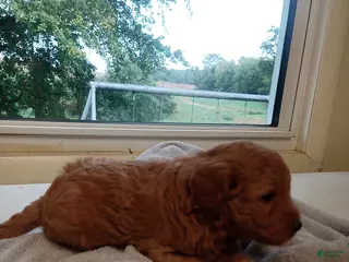 Goldendoodle dogs Riley - Ad 32