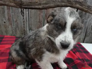 Mixed Breed dogs Mixed Breed Puppy 7 Beauty - Ad 40