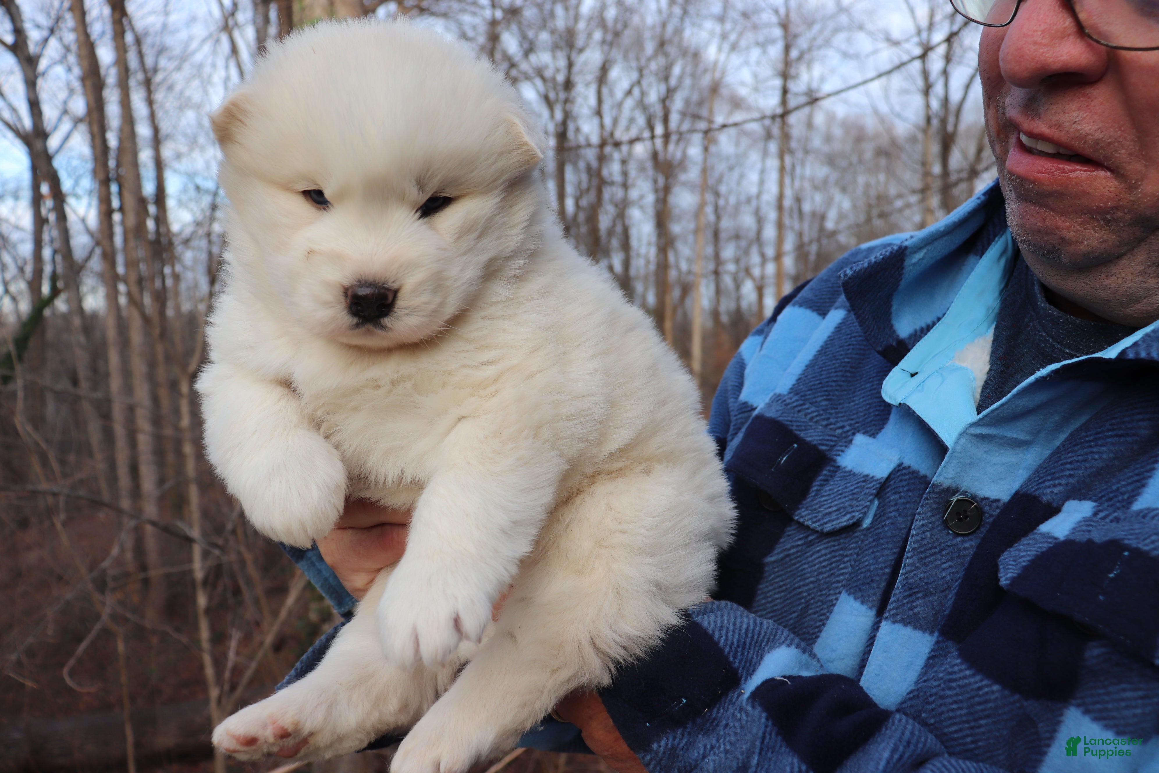 Siberian Husky dogs Siberian Husky Puppy 2 - Ad 1