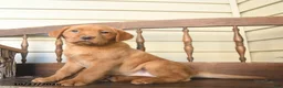Labrador Retriever dogs for sale: Cinnamon - Ad 4