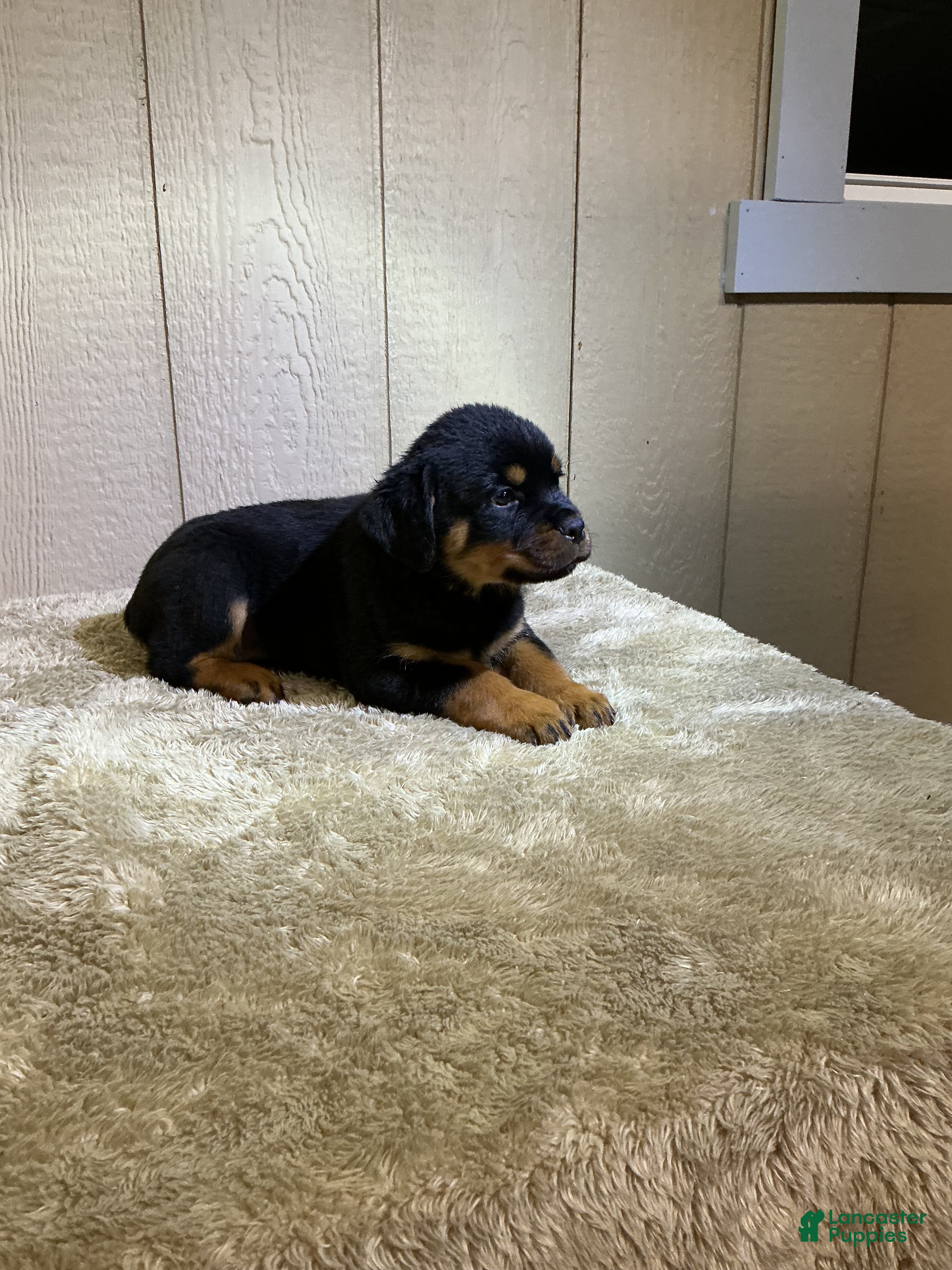 Rottweiler dogs Rottweiler 3 - Ad 1