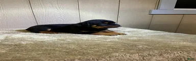 Rottweiler 3