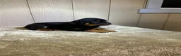 Rottweiler dogs for sale: Rottweiler 3 - Ad 1