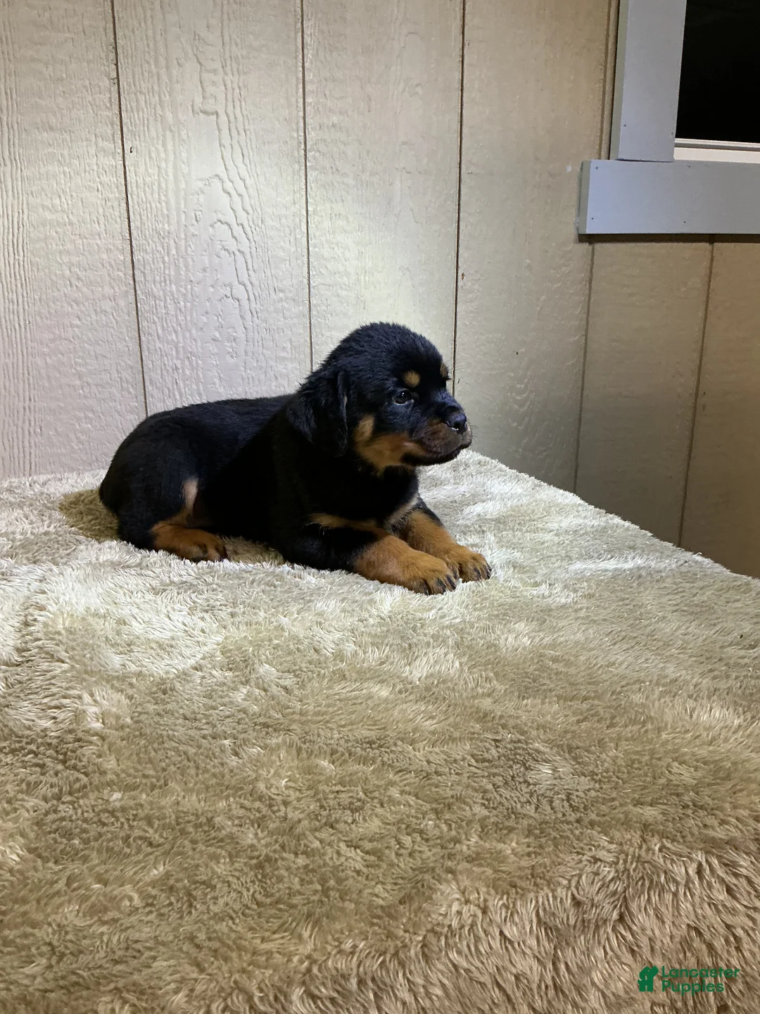 Rottweiler dogs for sale: Rottweiler 3 - Ad 1