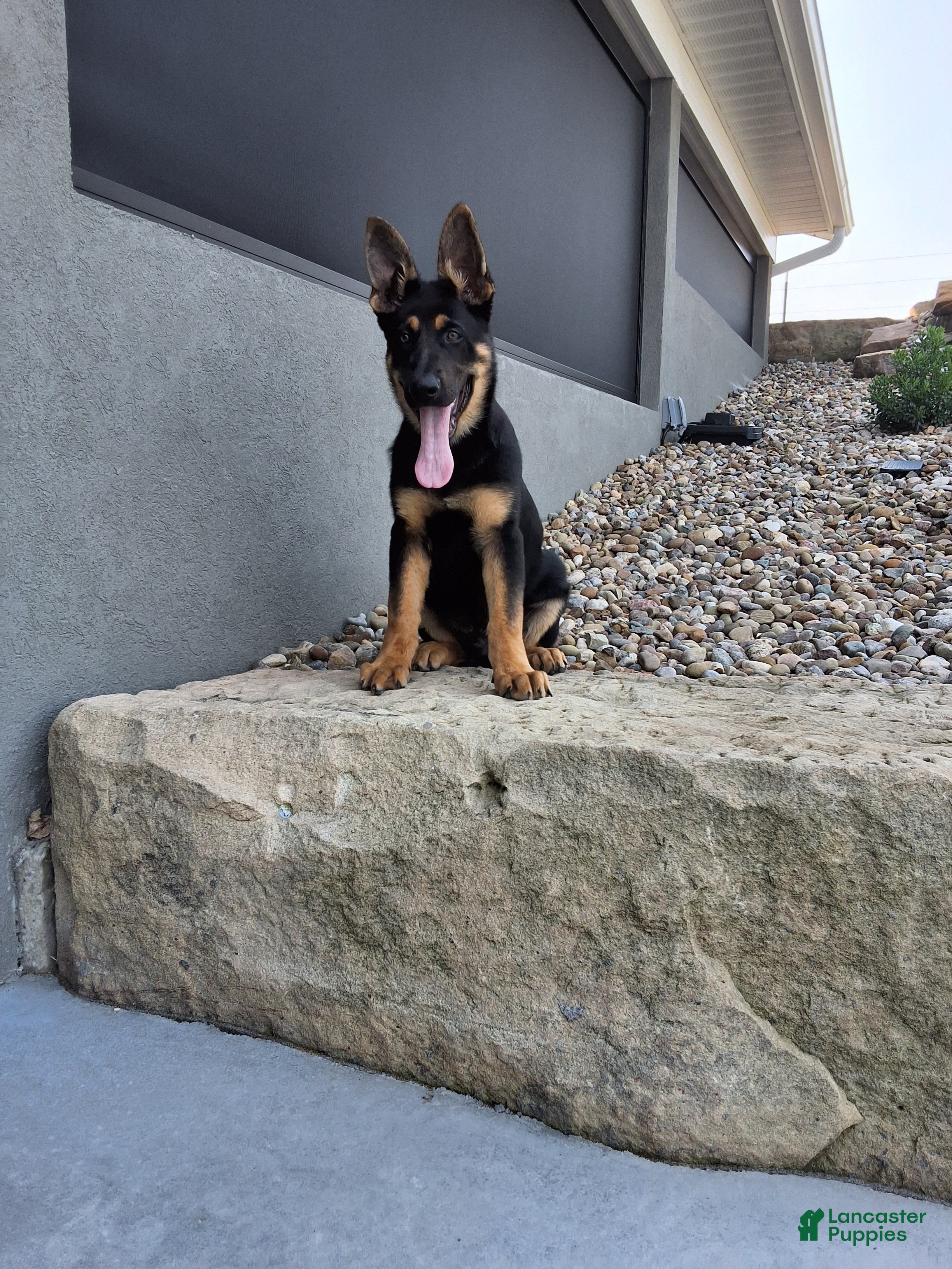 German Shepherd dogs Karl - Ad 2