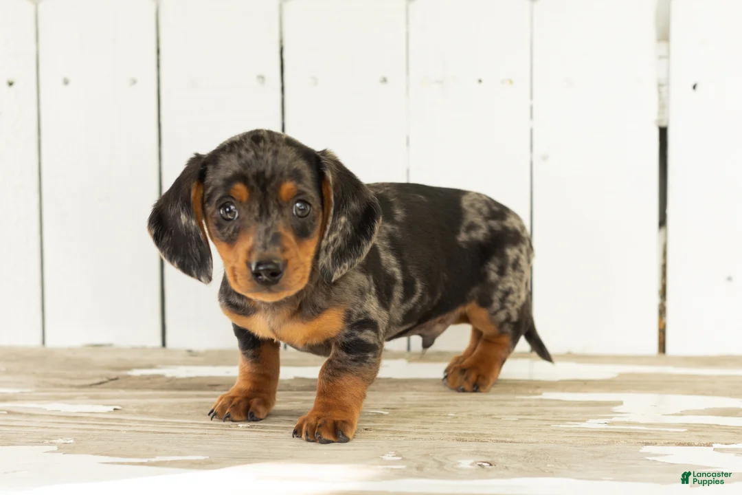 Miniature Dachshund dogs for sale: Bruno  - Ad 2