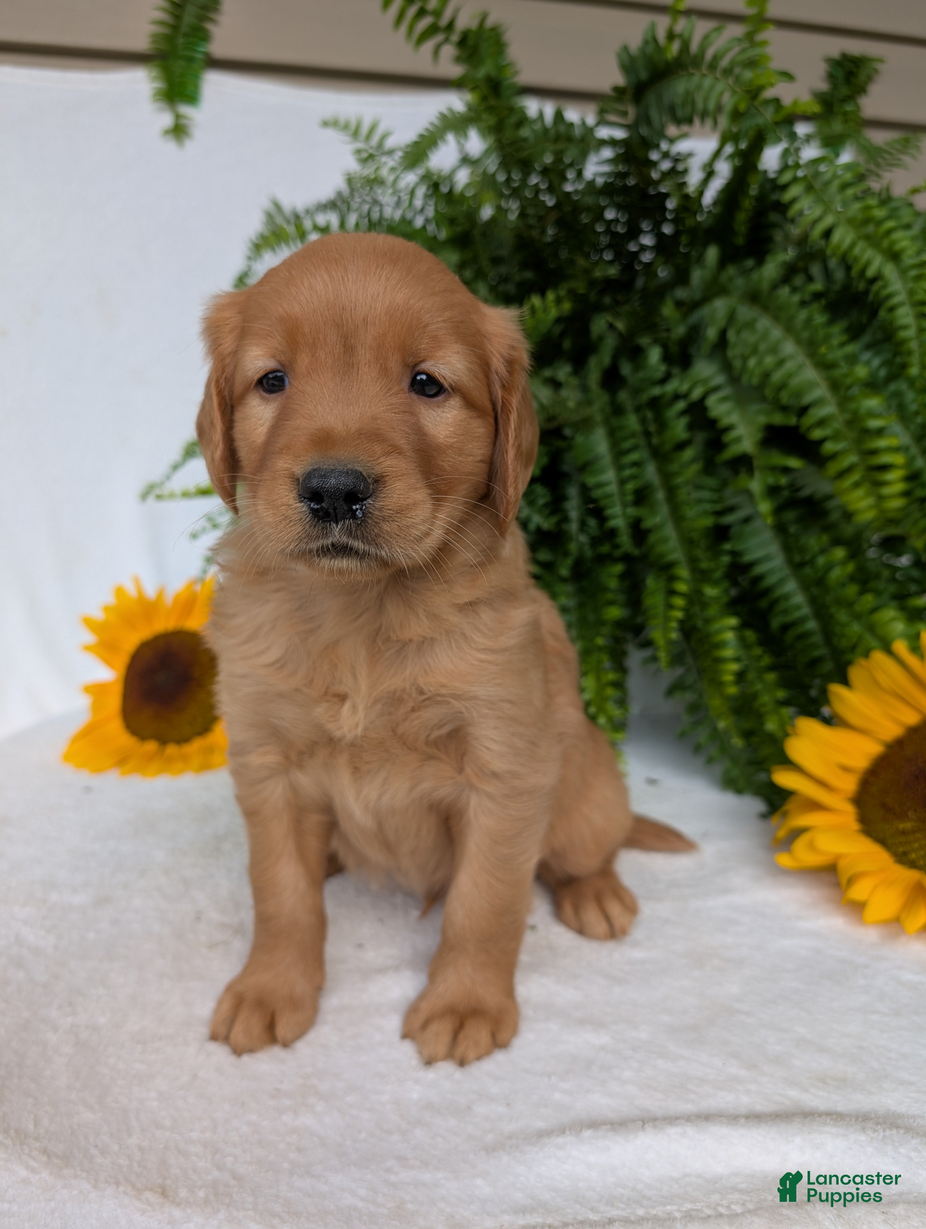 Golden Retriever dogs Dug  - Ad 1