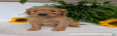 Dug 