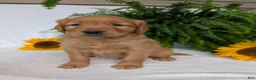 Golden Retriever dogs for sale: Dug  - Ad 1