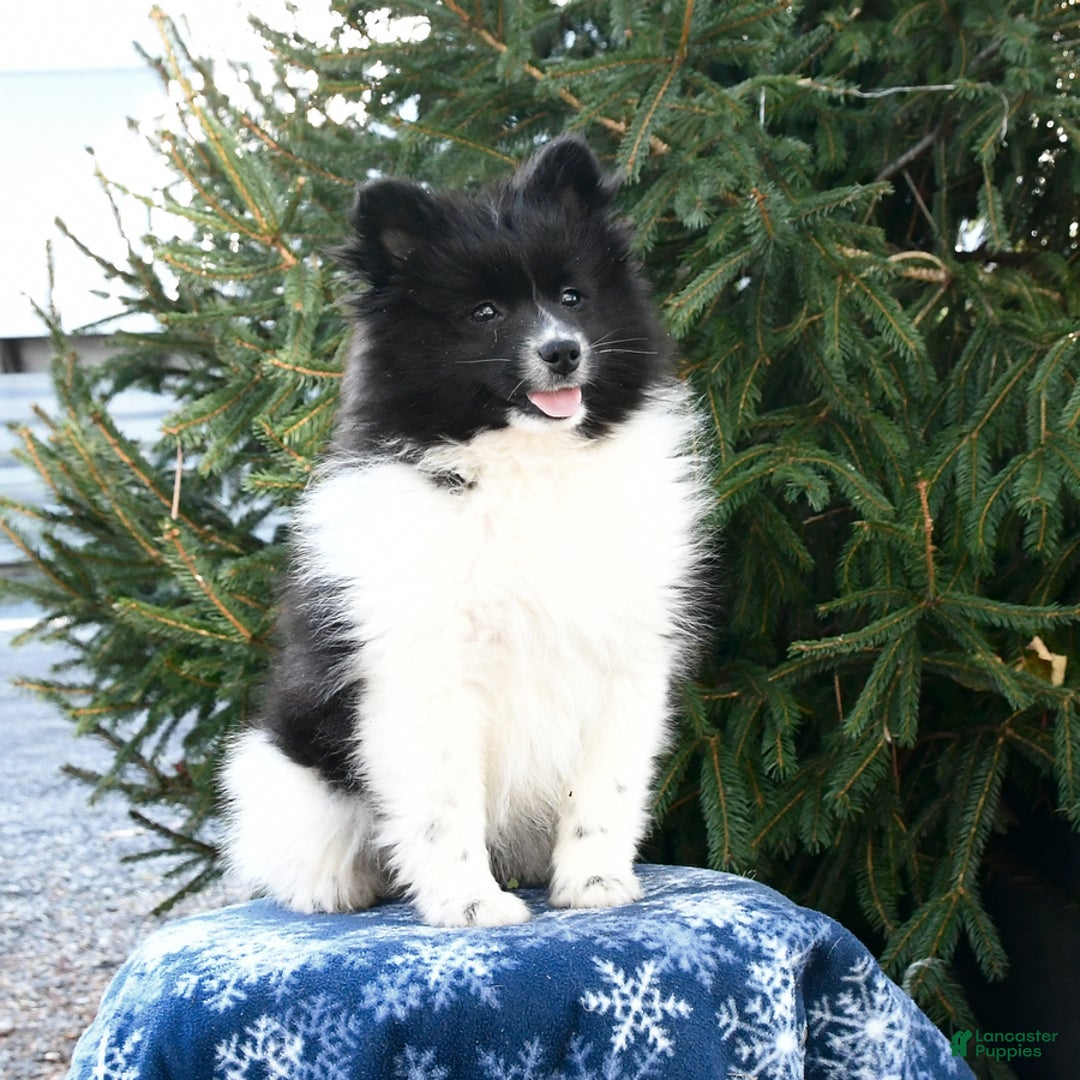 Pomsky dogs for sale: Fluffy - Ad 2