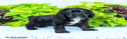 English Cocker Spaniel dogs for sale: Dakota - Ad 1