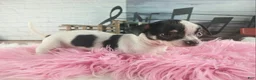 Chihuahua dogs for sale: Debras blk white girl. Hand Delivery  - Ad 7