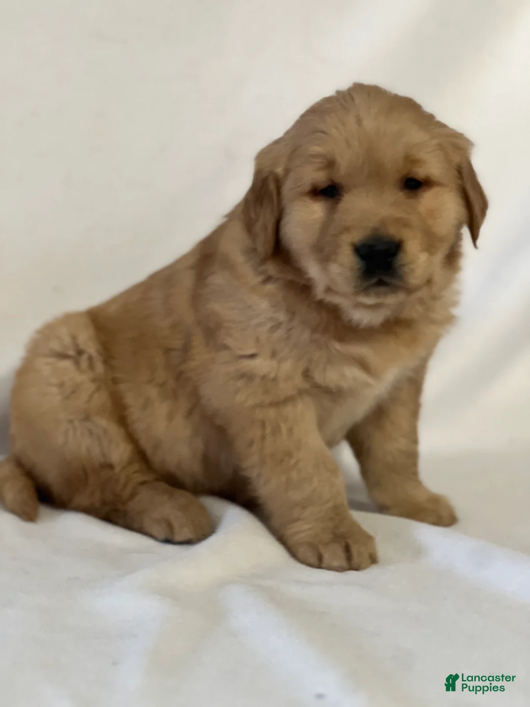 Golden Retriever dogs for sale: Snuggie - Ad 2
