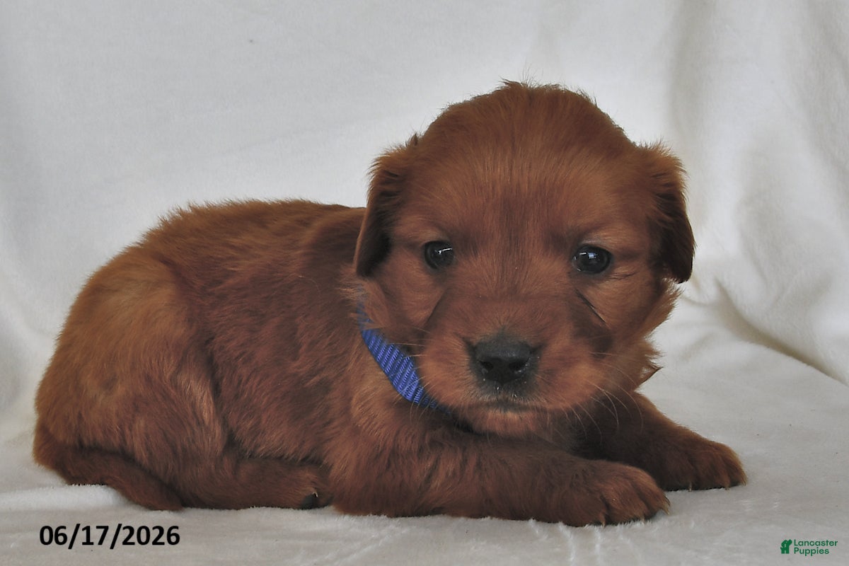 Golden Retriever dogs Layla - Ad 2