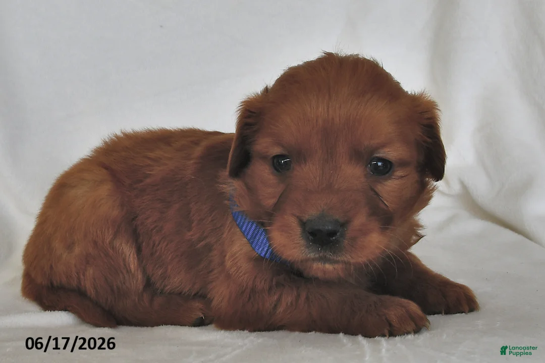 Golden Retriever dogs for sale: Layla - Ad 2