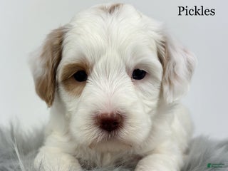 Goldendoodle dogs - Ad 8