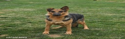 German Shepherd dogs for sale: Twilight - Ad 2
