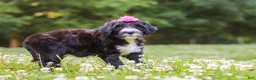 Portuguese Water Dog dogs for sale: Grace - Ad 5