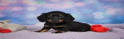 Miniature Dachshund dogs for sale: AKC Jane - Ad 7