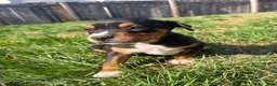 Mixed Breed dogs for sale: Stitch - Ad 6
