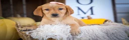 Labrador Retriever dogs for sale: NALA - Ad 10