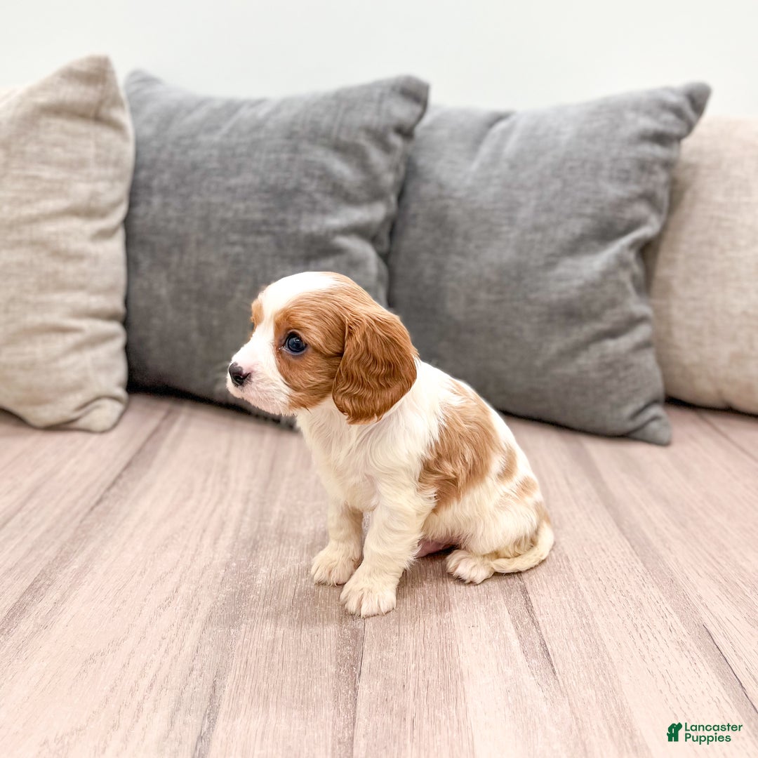 Cavalier King Charles Spaniel dogs for sale: Buster - Ad 5
