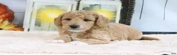 Mini Goldendoodle dogs for sale: Flash - Ad 4