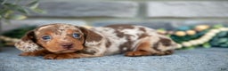 Miniature Dachshund dogs for sale: Tiger - Ad 2