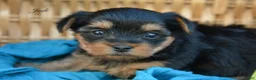 Yorkshire Terrier dogs for sale: Jodi - Ad 3