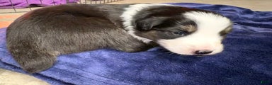 Australian Shepherd Puppy - Gabby