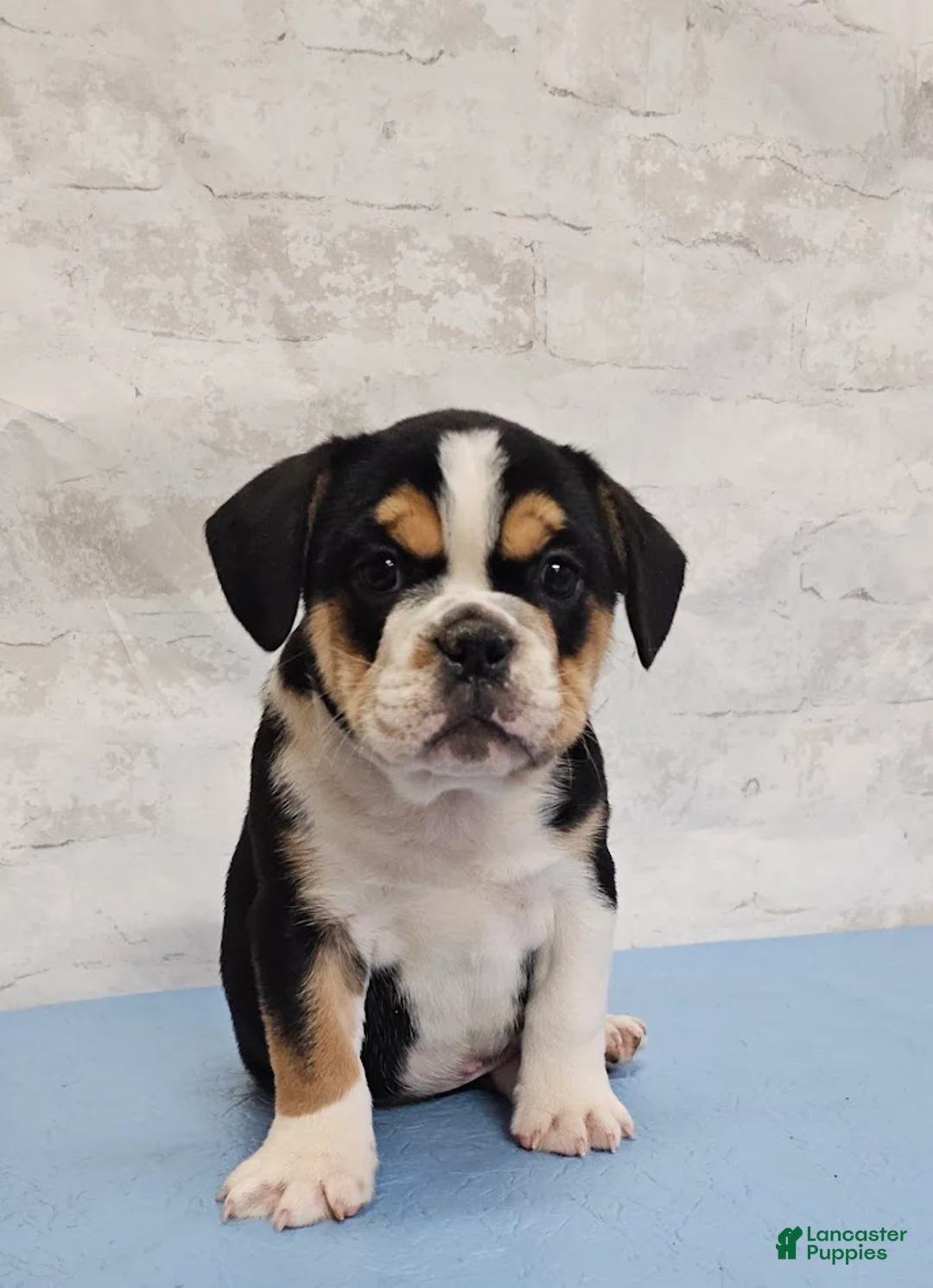 Mixed Breed dogs for sale: Fat Boy Bulldog Blend - Ad 2