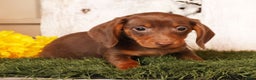 Miniature Dachshund dogs for sale: Cooper - Ad 5