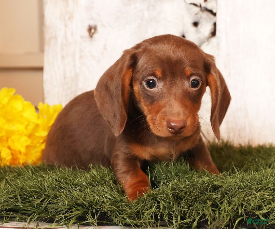 Miniature Dachshund dogs for sale: Cooper - Ad 5