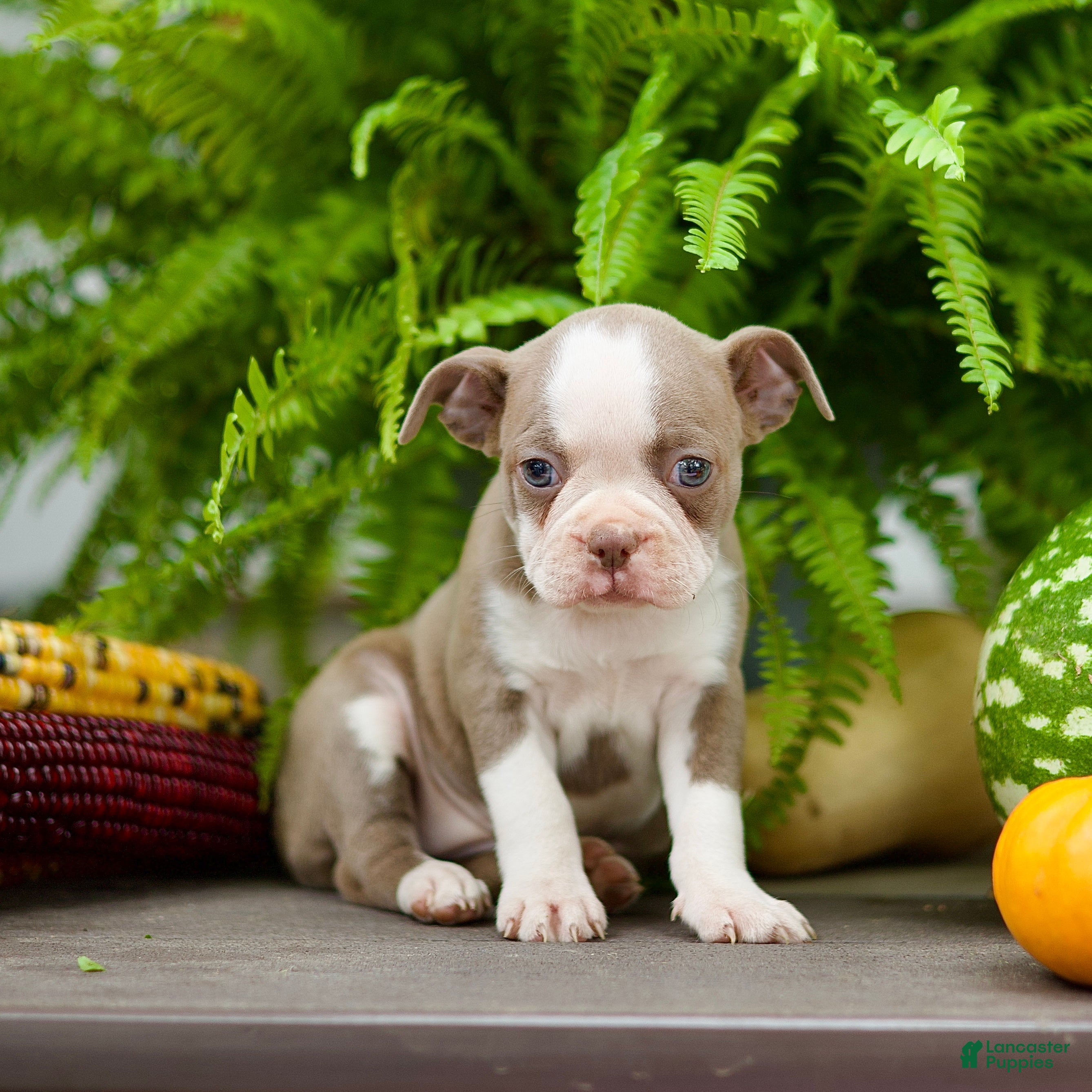 Boston Terrier dogs Rita - Ad 2