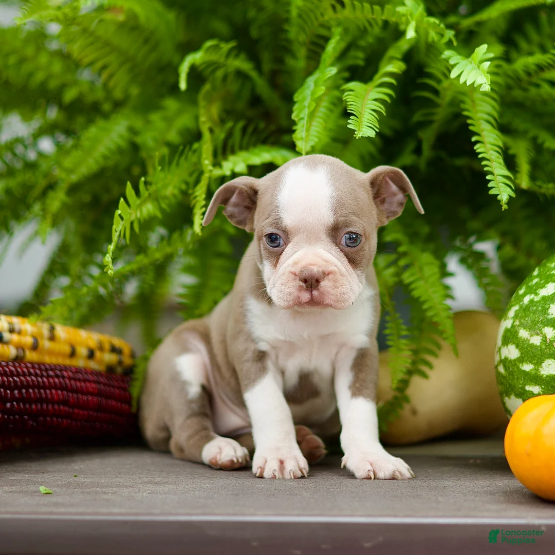 Boston Terrier dogs for sale: Rita - Ad 2