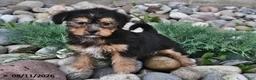 Shorkie dogs for sale: Sadie - Ad 2