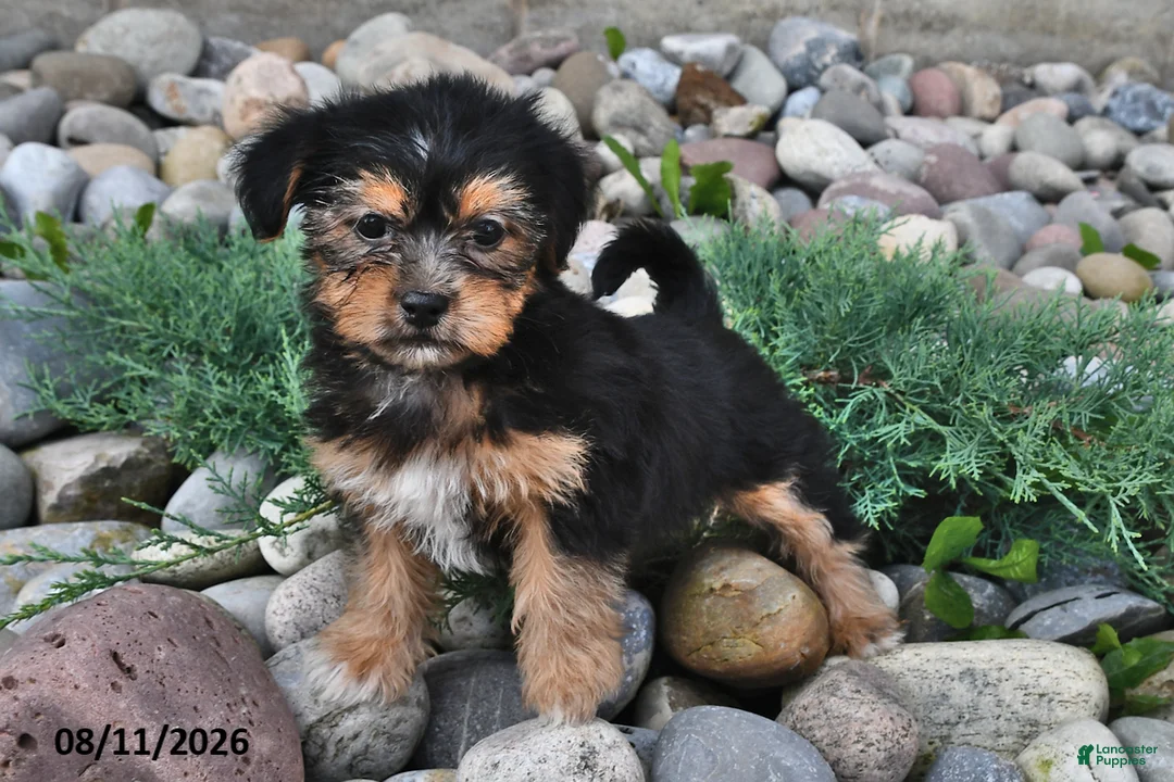Shorkie dogs for sale: Sadie - Ad 2