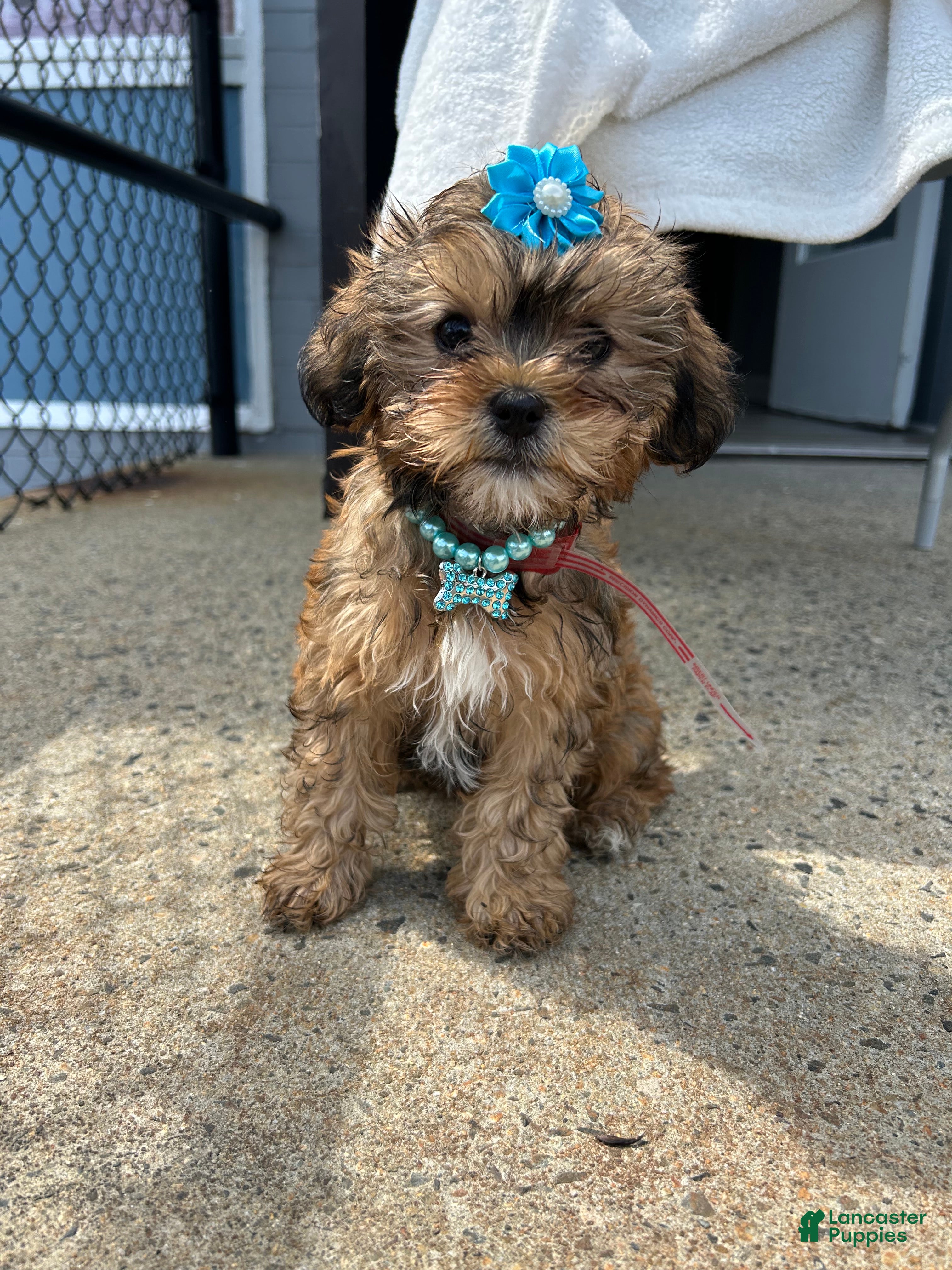 Shorkie dogs Shorkie Puppy 4 - Ad 28