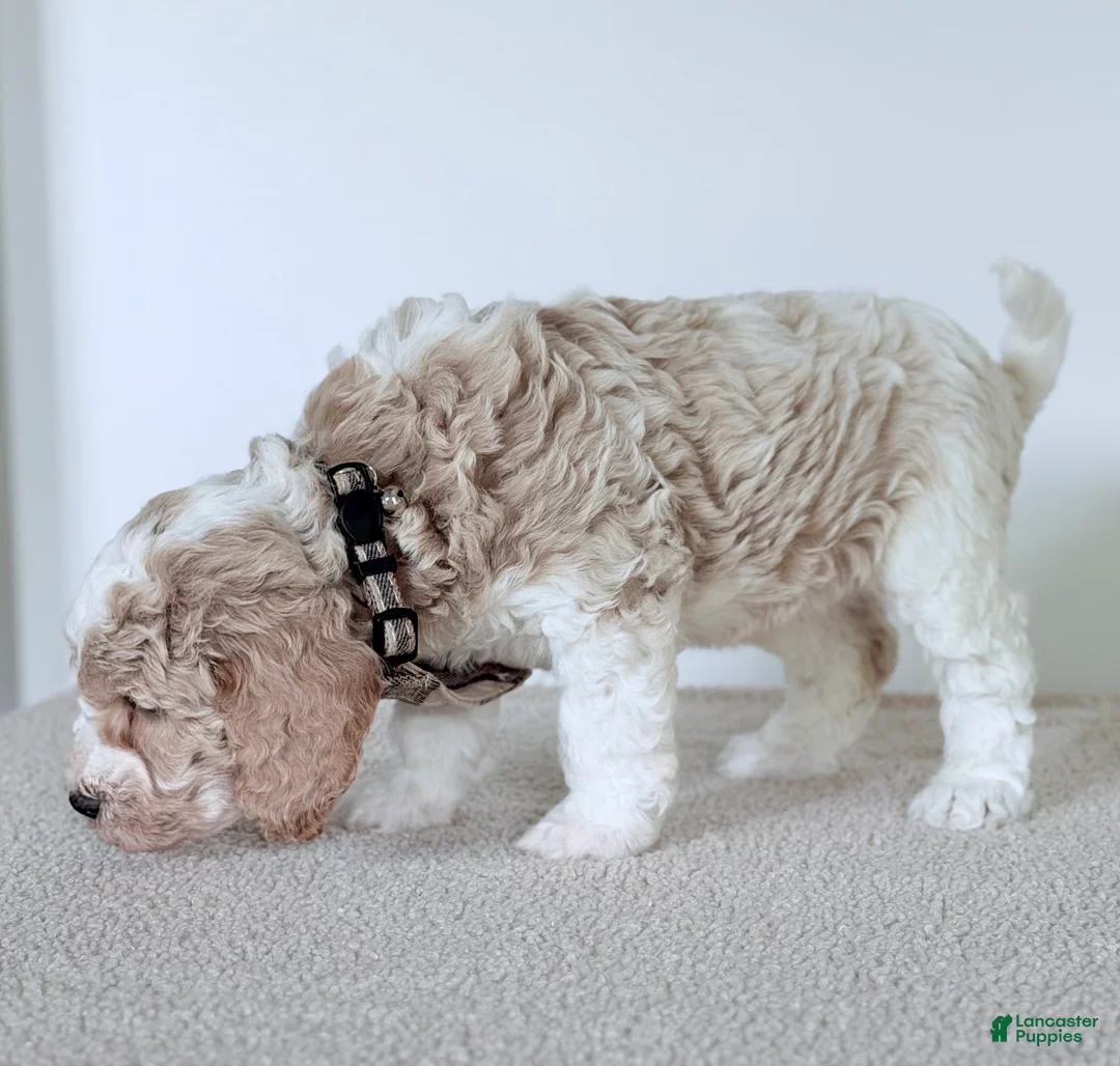 Mini Goldendoodle dogs for sale: Cash-mini  - Ad 2