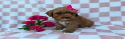Cavapoo dogs for sale: Sophie  - Ad 3