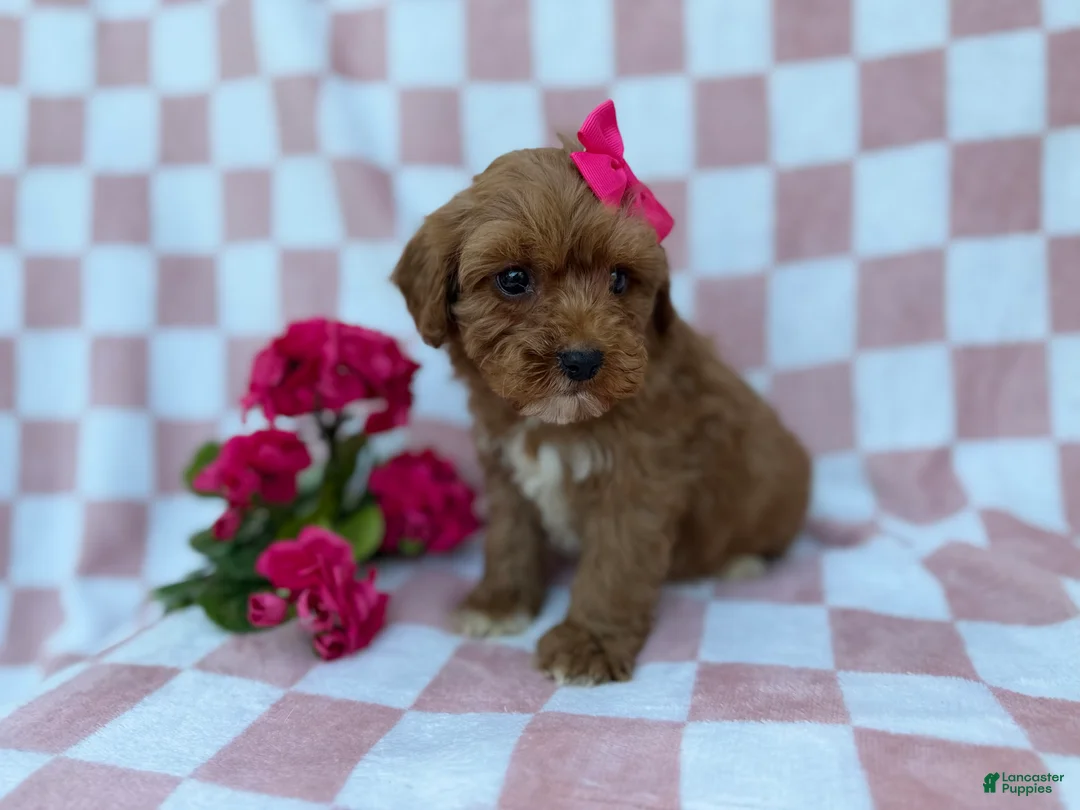 Cavapoo dogs for sale: Sophie  - Ad 3