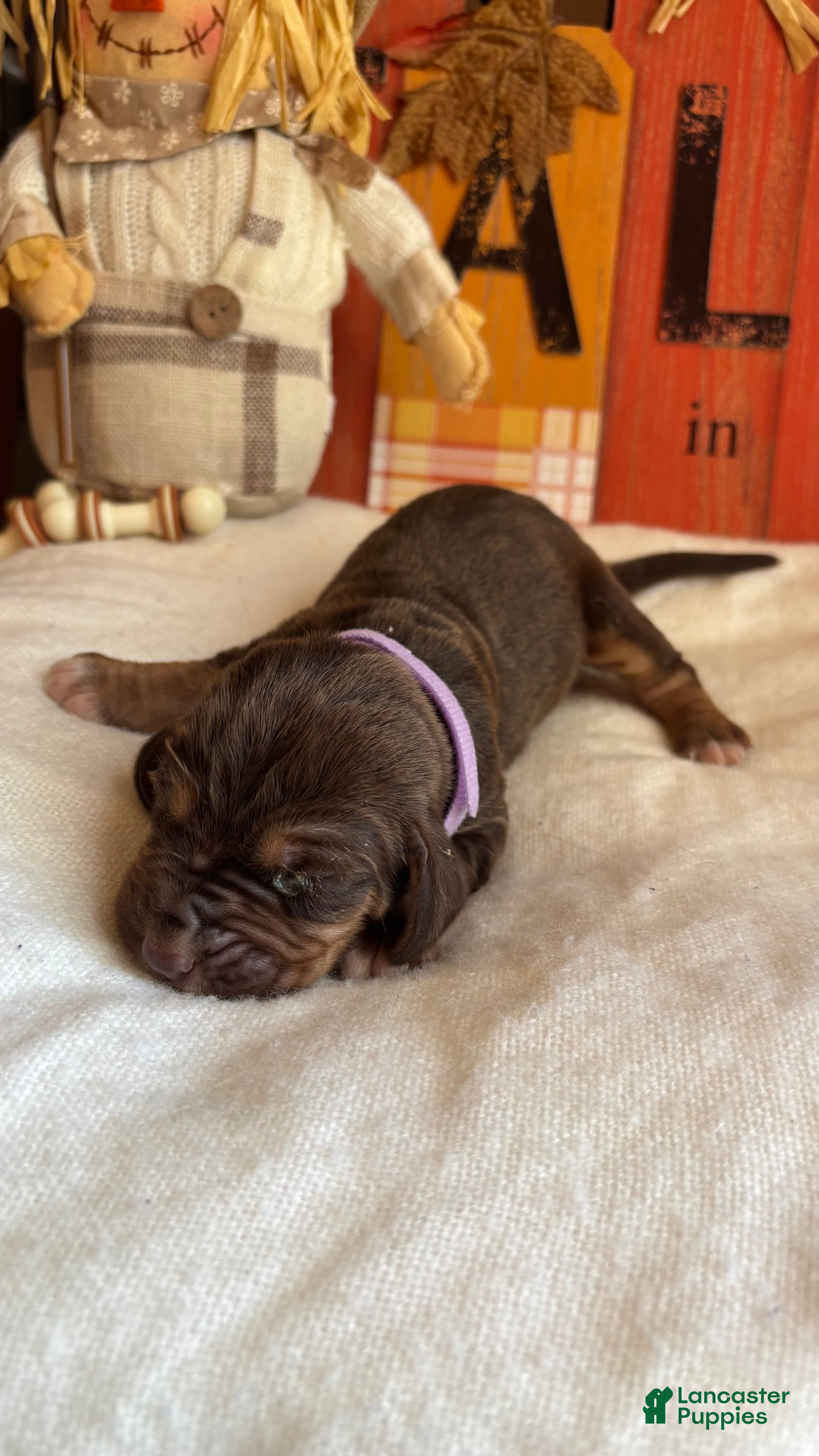 Bloodhound dogs Purple collar female - Ad 1